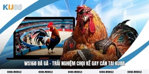 WS168 Đá Gà - Trải Nghiệm Chọi Kê Gay Cấn Tại KU88 