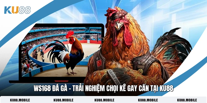 WS168 Đá Gà - Trải Nghiệm Chọi Kê Gay Cấn Tại KU88