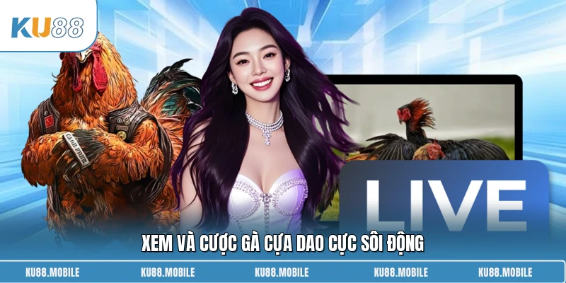 Xem và cược gà cựa dao cực sôi động